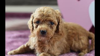 Video preview image #1 Poodle (Miniature) Puppy For Sale in MILL HALL, PA, USA