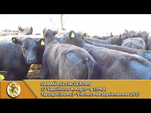 08-09-17 - Venta de Vientres - Cabaña El Encuentro - Tapalqué