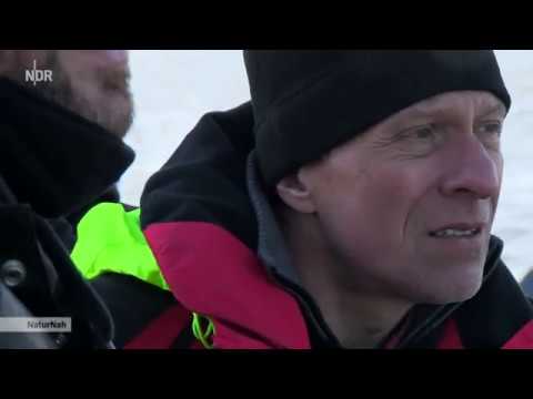 NaturNah: Der Stint - Ein Fisch und sein Fluss