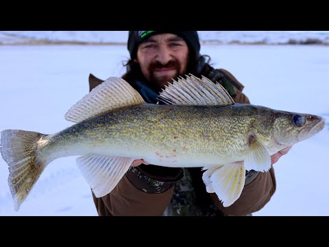 ANYONE Can Catch Winter Walleye's Doing THIS