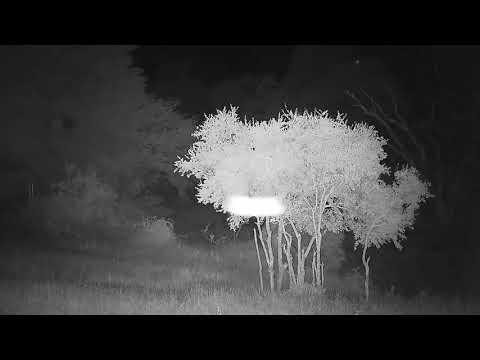 Djuma: Impalas on alert-Lions are in the area - 21:35 - 01/24/2022