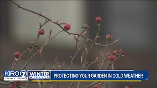 Protecting your garden in cold weather