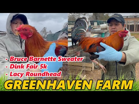 Bruce Barnette Sweater Dink 5k Lacy Roundhead - Monching Penanueva GREENHAVEN FARM Davao Philippines