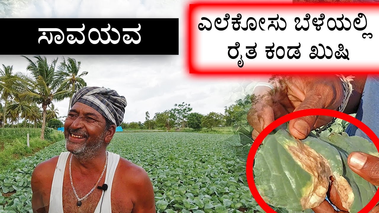 Pure Organic products | Soil clean and plant refresh for cabbage ಎಲೆಕೋಸು ಬೆಳೆಯಲ್ಲಿ ರೈತ ಕಂಡ ಖುಷಿ