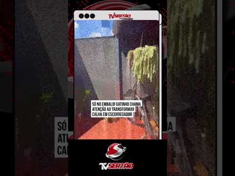 Gatinho usa calha como escorregador e viraliza no interior de São Paulo