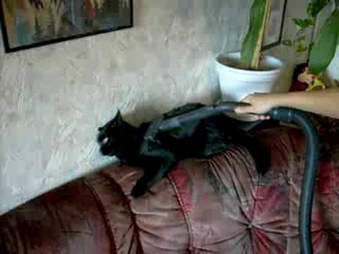 Katt som gillar damsugaren