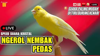 Download lagu KENARI SUPER GACOR PANJANG CUIT-CUIT MERDU PANCINGAN KENARI PAUD - KENARI MACET PASTI NYAUT GACOR mp3
