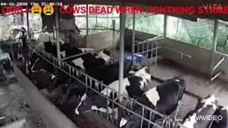 All Cows Dead when Lightning Strike😱⚡⚡