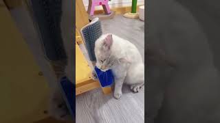 Download lagu Cute Cats - funny animal 2022 mp3