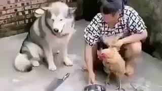 眾生靈均有靈性，放下屠刀得善果