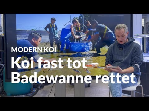 Koi in neuer Innenhälterung: Fast alles schiefgelaufen | Modern Koi Blog #7884