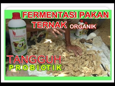 Kapsul untuk vimaks potensi Biji labu untuk potensi