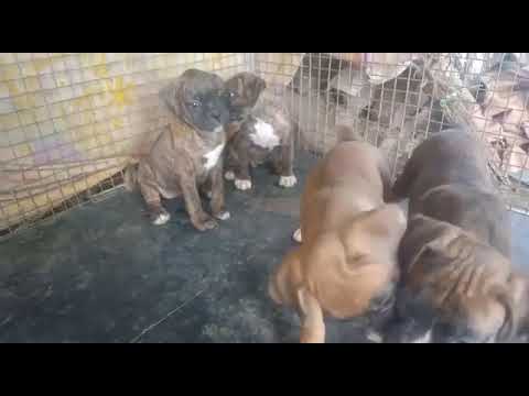 quality boxer puppies available contact number 8722258048
