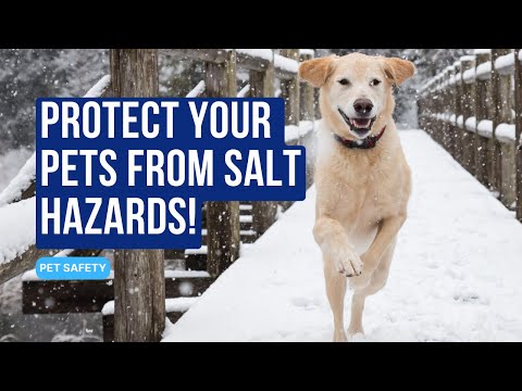 Salt Hazards  Protecting Your Pets and Property