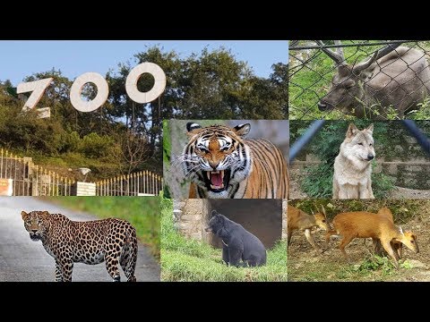 download lagu mp3 mp4 Nainital Zoo Animals List, download lagu Nainital Zoo Animals List gratis, unduh video klip Nainital Zoo Animals List