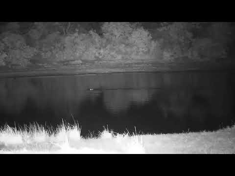 Djuma: Hippo arriving to the dam - 20:55 - 10/30/2023