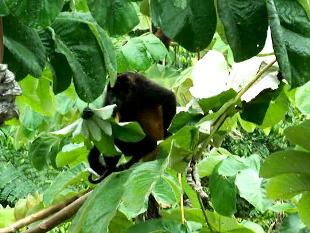 The Lattice House Wildlife Reserve Vacation Destination Dominical Costa Rica
