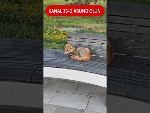 Bakı bulvarında TÜLKÜ