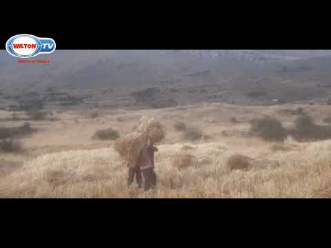 Tunantada Purito Pacte 2022 - BANDA JUVENTUD SUPER SONORA ACOLLA