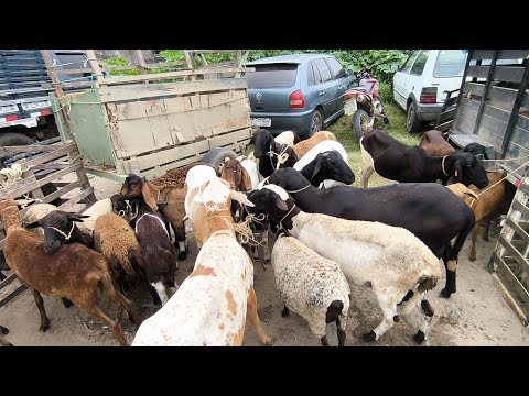 FEIRA DE ANIMAIS DE PUXINANÃ-PB SEGUNDA FEIRA 