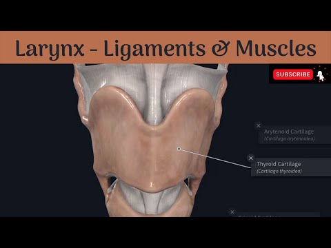 Ligaments & Muscles of the larynx | Extrinsic & Intrinsic | Attachments | Nerve supply | Actions