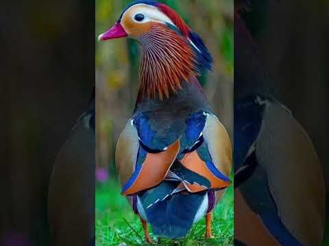 lindo y elegante Edicion Creativa