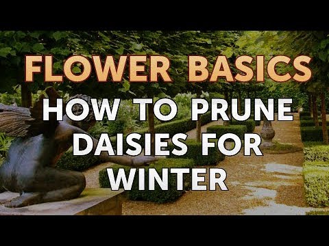 How to Get More Canna Lily Blooms