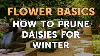 How to Prune Daisies for Winter