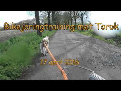 Bikejöringtraining met Torok   Blaasveld YT
