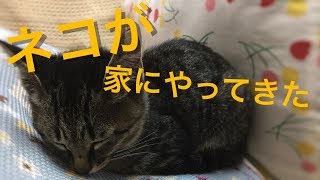 【猫】ネコが家にやってきた