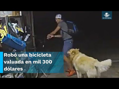 Ladrón entra a robar y se detiene a saludar al perro de la casa