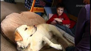 preview picture of video 'Top Shelf Feeds Pet Tales - Autism Support Dog - Shaw TV Nanaimo ch.4'
