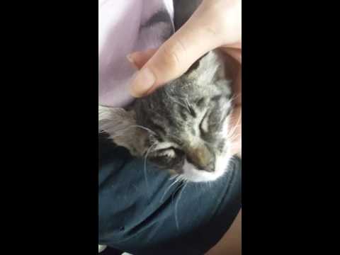BROKEN Kitten Whiskers & Update ❤..