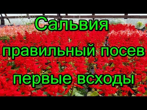 🌸#Сальвия. Правильный посев семян. Первые всходы.