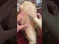 Portable duck feather cleaning tool- Good tools and machinery can increase work efficiency