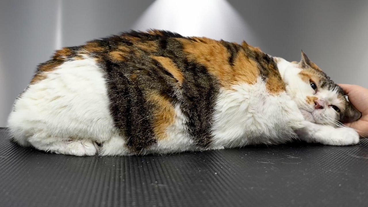 This cat is an absolute UNIT...and she had a lot to say about her bath.
