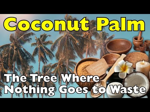 The Coconut Palm: A Tree That Gives Everything