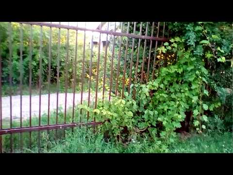 Teren de vanzare Branesti Pasarea