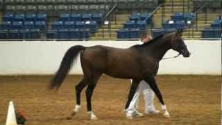 preview picture of video 'Dressage at Lexington 2012 Stallion Class, Hy Wynds (HG Esquire+ x Ty Lillie Bey)'