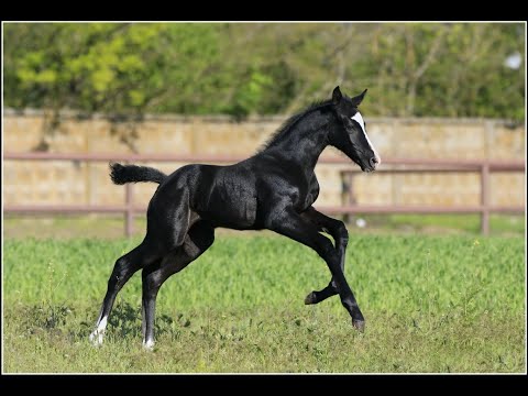 filly *2021 by Hickstead White-Caravaggio (Cornet Obolensky)