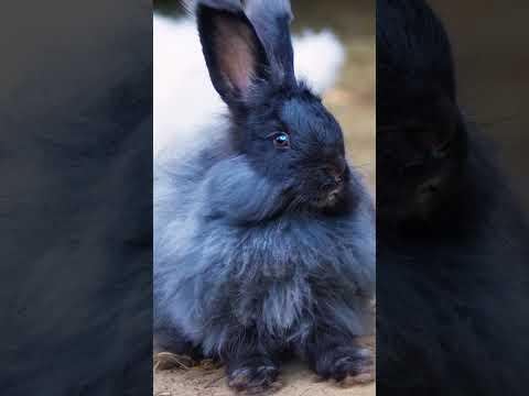 wild Animals | Angora rabbit a breed known for its long & soft wool