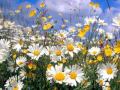 Os raios do sol - Carioca (Grateful)