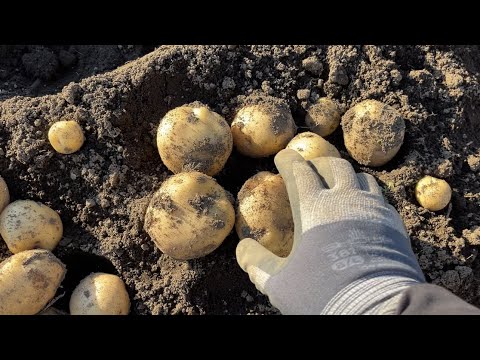 ジャガイモの収穫時期は何によって決まりますか？ 2つの期間があり、どちらを選択するかはあなたが決めます！  庭園