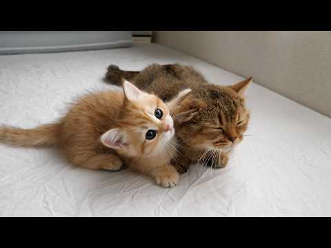 YouTube 썸네일