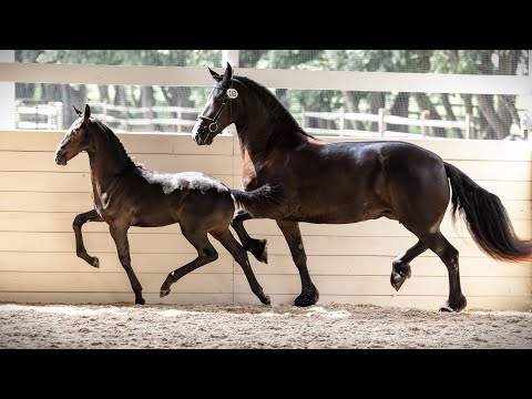 Twilight ISF by Cum Laude - 2023 KWPN-NA keuring - Developing Dressage Horse at Iron Spring Farm