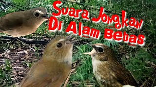 Download lagu SUARA JONGKANGAN DIALAM BEBAS SANGAT COCOK BUAT PANCINGAN JONGKANGAN ANDA YANG LAGI DIAM mp3 Download lagu SUARA JONGKANGAN DIALAM BEBAS SANGAT COCOK BUAT PANCINGAN JONGKANGAN ANDA YANG LAGI DIAM mp3