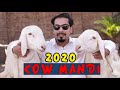 Cow mandi 2020 by Peshori vines