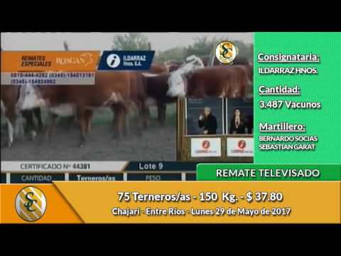 29-05-17 - Venta de Invernada - Remate Televisado de ldarraz Hnos S A - Entre Ríos
