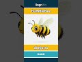 bumblebee - abejorro video thumbnail