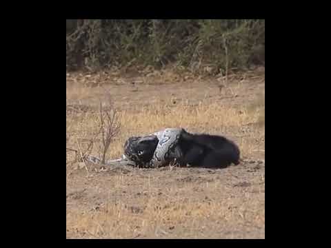 Bal porsuğu, piton ve sansar #balporsuğu #piton #sansar #serengeti